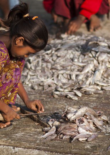 Dry fish processing :Photo courtesy - www.demotix.com/Zakir Hossain  Chowdhury